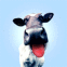 Vache qui lche votre cran