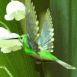 Oiseau dans du muguet