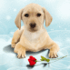 Chiot mignon offrant une rose