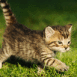 Chaton marchant sur l'herbe