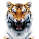 Tigre avec des yeux bleus qui rugit