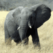 lphant