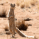 Suricate