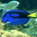 Poisson bleu