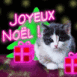 Chat de nol fluo