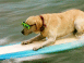 Chien surfeur